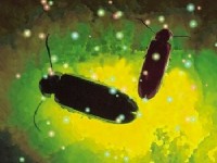 香格里拉休閒農場-螢火蟲